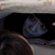 Illustration for article titled Scientists are hiding under your bed